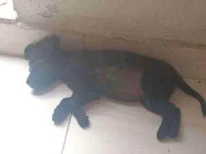 Cachorro raça SRD-ViraLata idade 2 a 6 meses nome Spaik