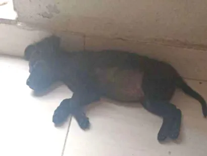 Cachorro raça SRD-ViraLata idade 2 a 6 meses nome Spaik
