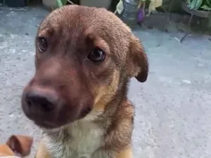 Cachorro raça SRD-ViraLata idade 2 anos nome Polly