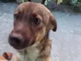 Cachorro raça SRD-ViraLata idade 2 anos nome Polly