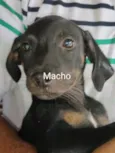 Cachorro raça SRD-ViraLata idade 2 a 6 meses nome Filhotes