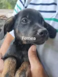 Cachorro raça SRD-ViraLata idade 2 a 6 meses nome Filhotes