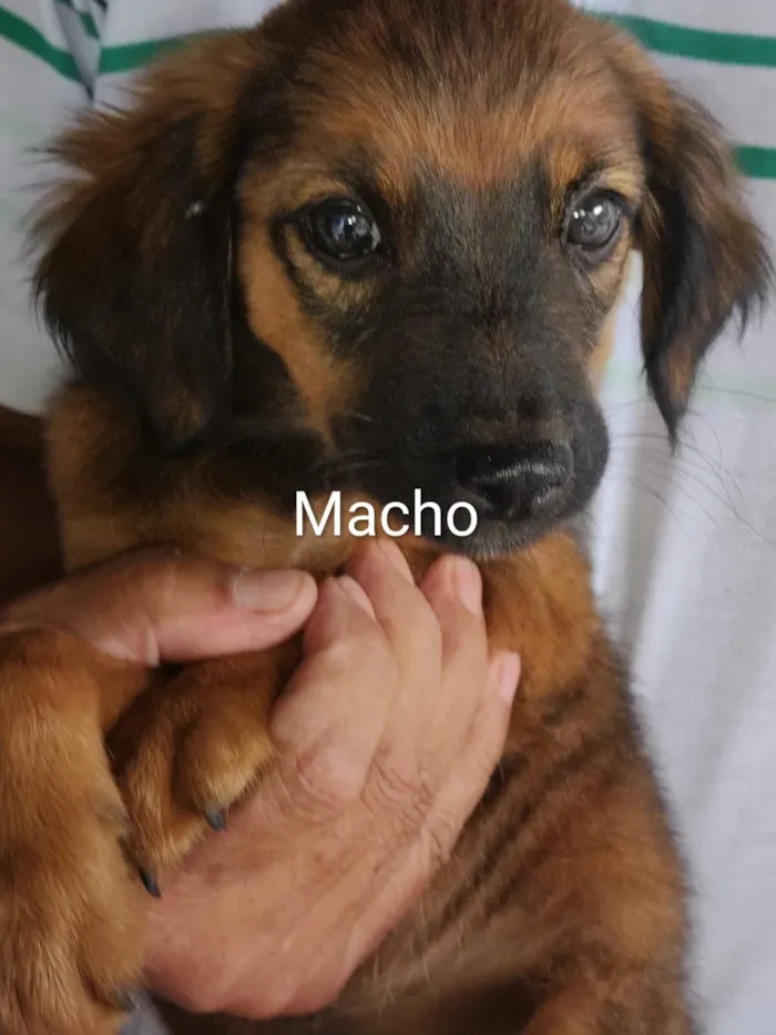 Cachorro raça SRD-ViraLata idade 2 a 6 meses nome Filhotes