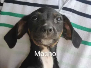 Cachorro raça SRD-ViraLata idade 2 a 6 meses nome Filhotes