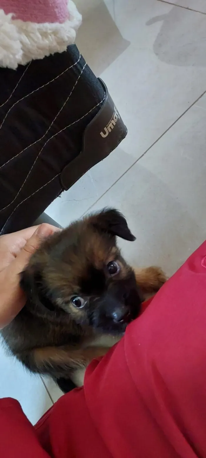 Cachorro raça SRD-ViraLata idade Abaixo de 2 meses nome Maya