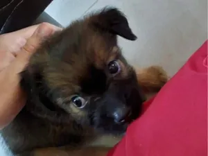 Cachorro raça SRD-ViraLata idade Abaixo de 2 meses nome Maya