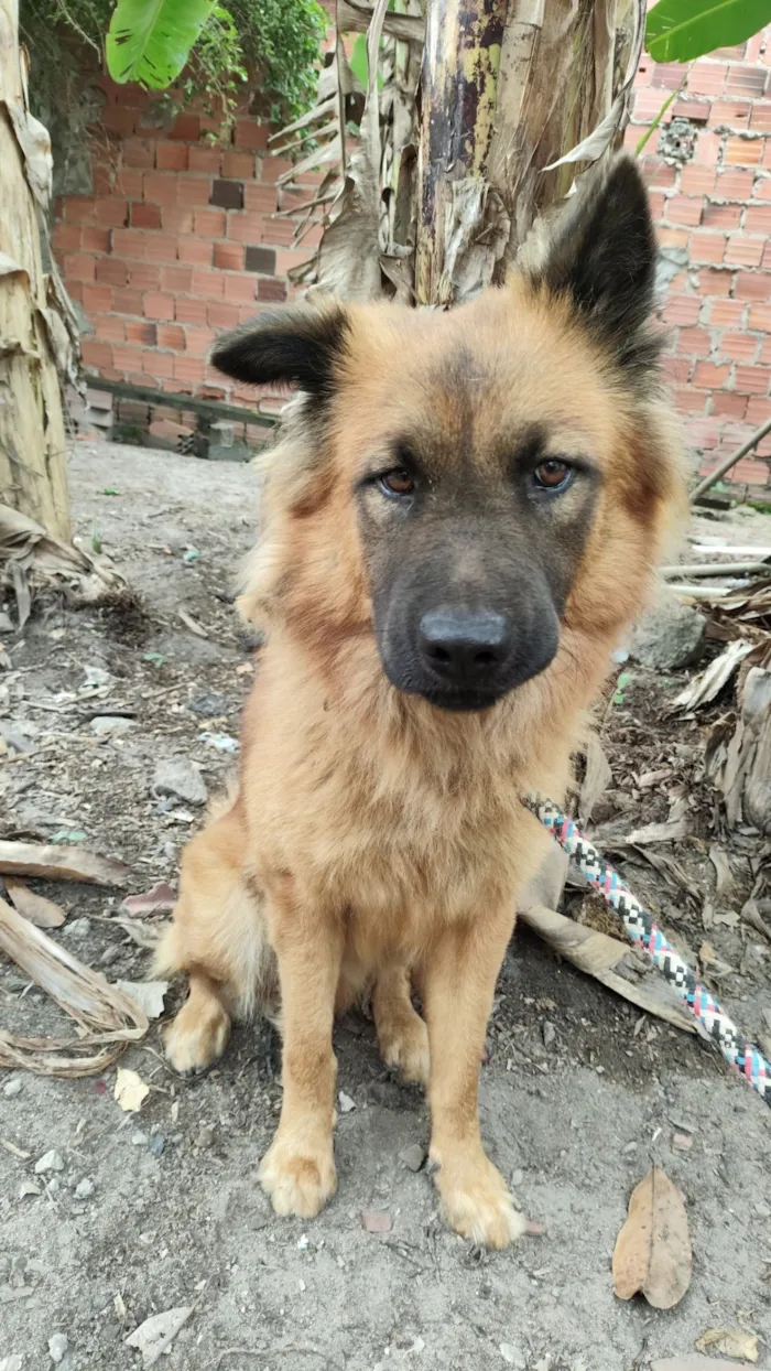 Cachorro raça Chow Chow idade 1 ano nome Ares