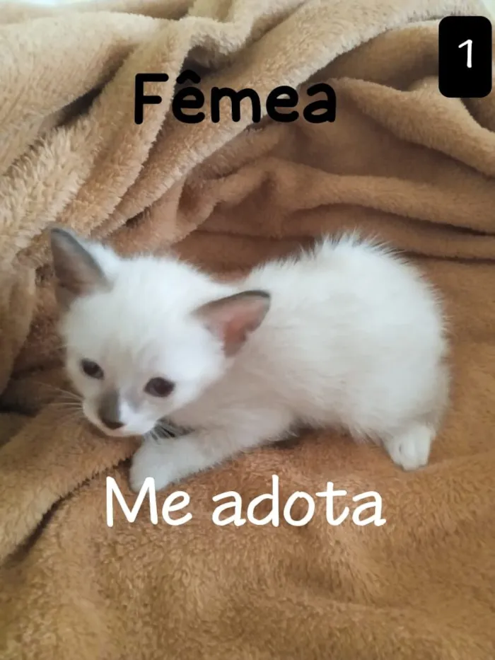 Gato raça SRD-ViraLata idade Abaixo de 2 meses nome Gatinhos