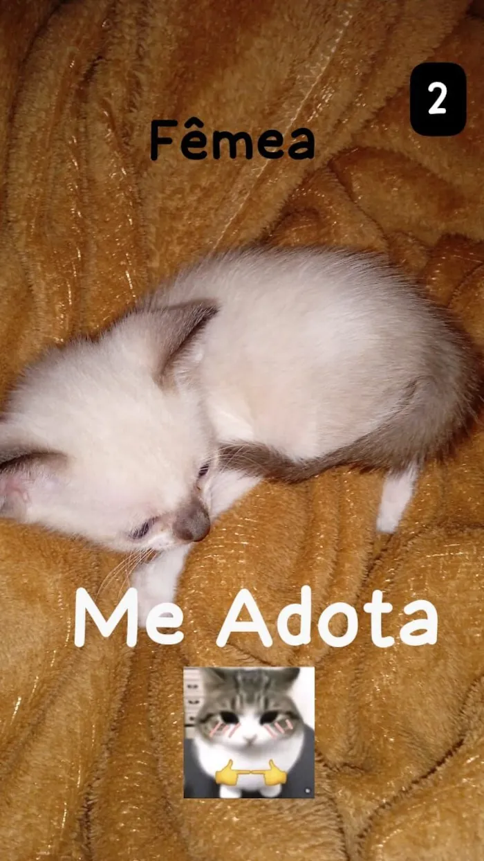 Gato raça SRD-ViraLata idade Abaixo de 2 meses nome Gatinhos