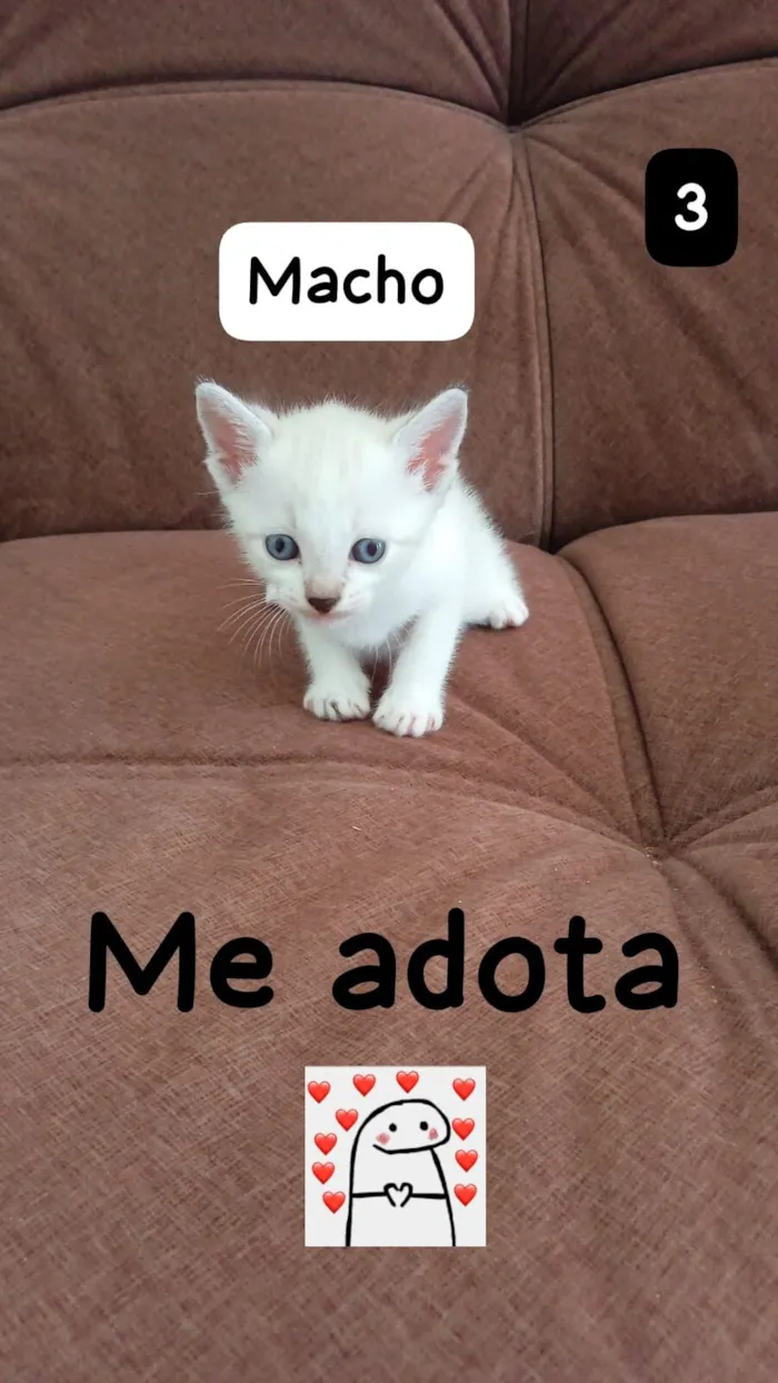 Gato raça SRD-ViraLata idade Abaixo de 2 meses nome Gatinhos