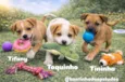 Cachorro raça SRD-ViraLata idade 2 a 6 meses nome Tininha
