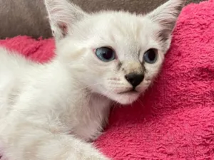 Gato raça SRD-ViraLata idade 2 a 6 meses nome Não tem nome :( 