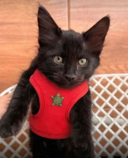 Gato raça SRD-ViraLata idade 2 a 6 meses nome Raphael