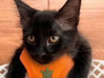 Gato raça SRD-ViraLata idade 2 a 6 meses nome Michelangelo