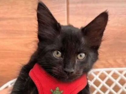 Gato raça SRD-ViraLata idade 2 a 6 meses nome Raphael