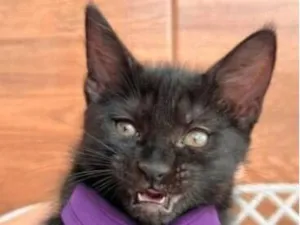 Gato raça SRD-ViraLata idade 2 a 6 meses nome Donatello