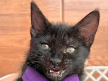 Gato raça SRD-ViraLata idade 2 a 6 meses nome Donatello