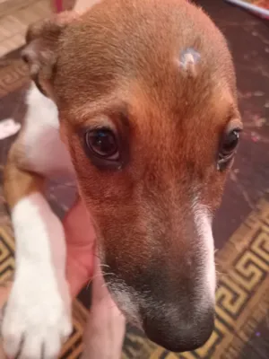 Cachorro raça SRD-ViraLata idade 2 a 6 meses nome Boob