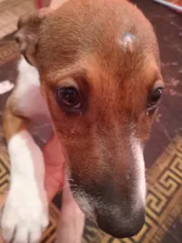 Cachorro raça SRD-ViraLata idade 2 a 6 meses nome Boob