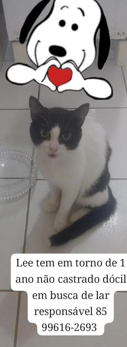 Gato raça SRD-ViraLata idade 1 ano nome Lee