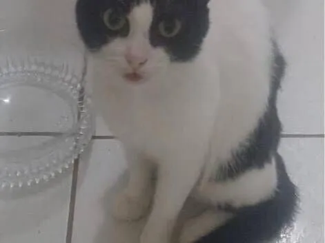 Gato raça SRD-ViraLata idade 1 ano nome Lee