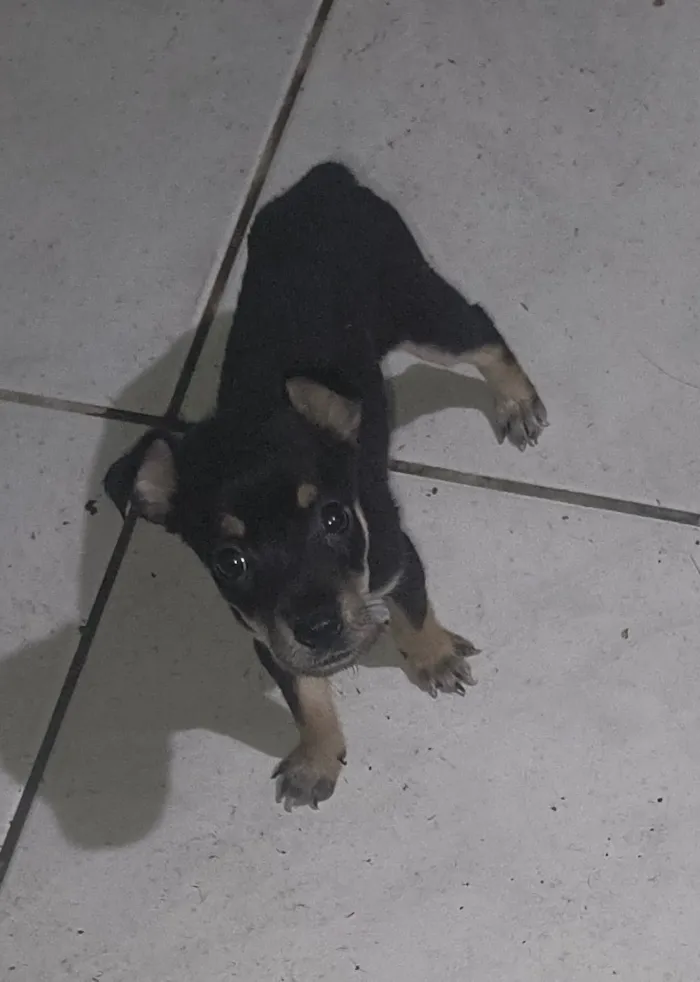 Cachorro raça SRD-ViraLata idade 2 a 6 meses nome Sem nome 