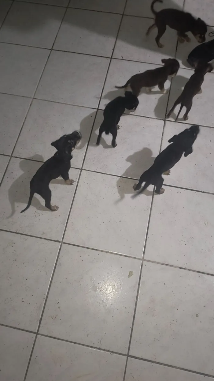 Cachorro raça SRD-ViraLata idade 2 a 6 meses nome Sem nome 