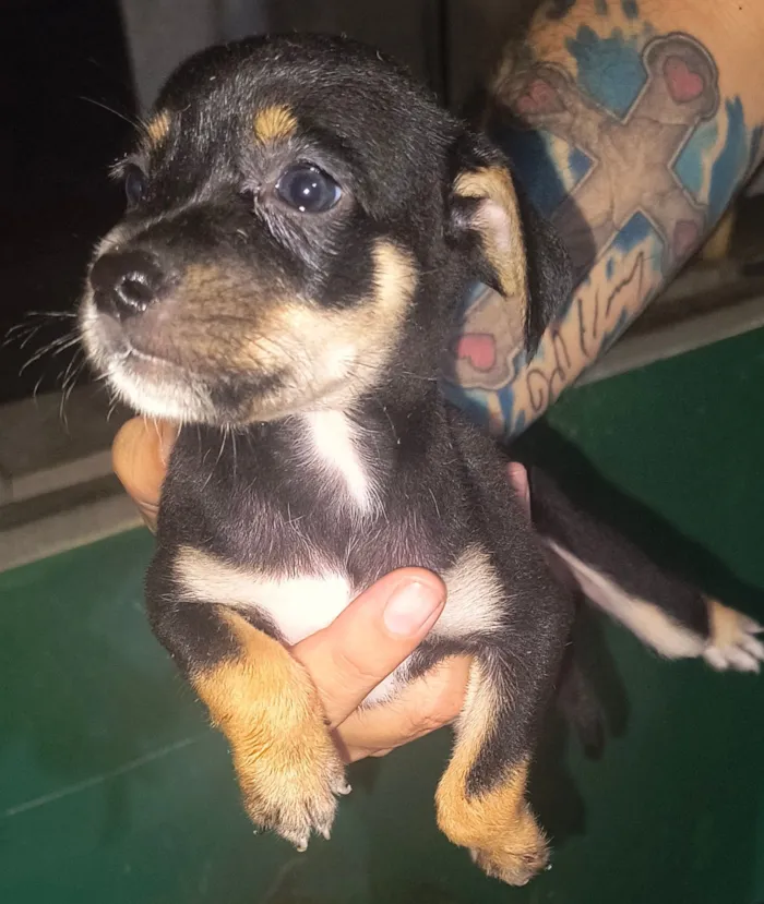 Cachorro raça SRD-ViraLata idade 2 a 6 meses nome Sem nome 