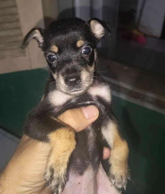 Cachorro raça SRD-ViraLata idade 2 a 6 meses nome Sem nome 