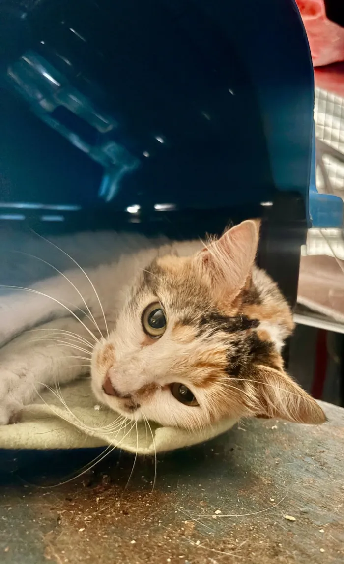 Gato raça SRD-ViraLata idade 7 a 11 meses nome Maria Flor 