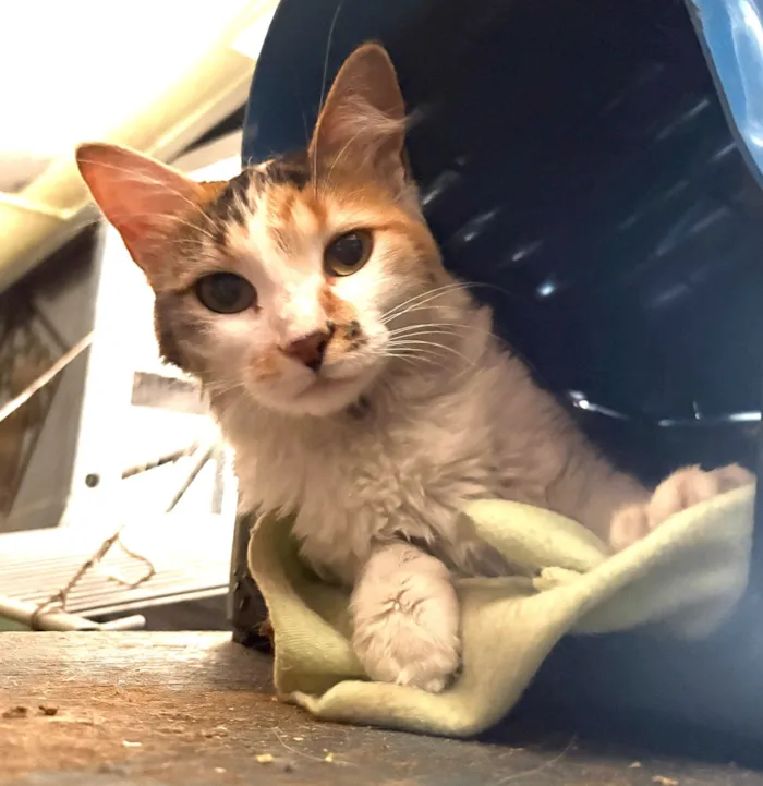 Gato raça SRD-ViraLata idade 7 a 11 meses nome Maria Flor 