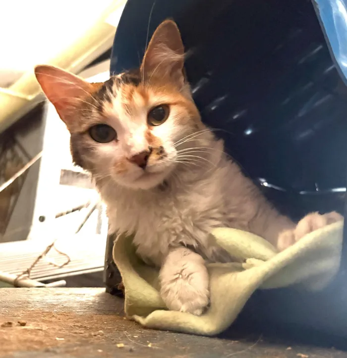 Gato raça SRD-ViraLata idade 7 a 11 meses nome Maria Flor 