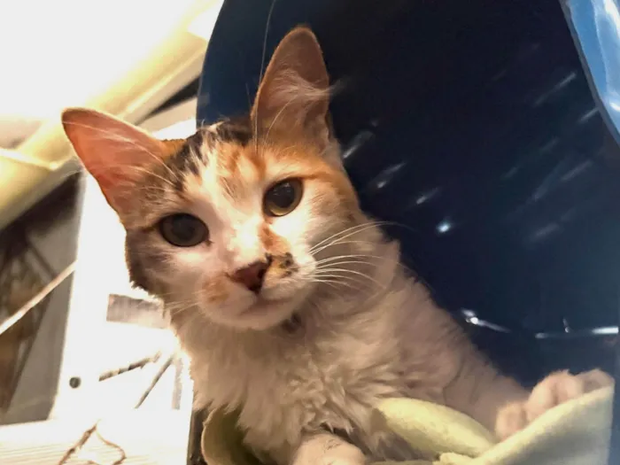 Gato raça SRD-ViraLata idade 7 a 11 meses nome Maria Flor 