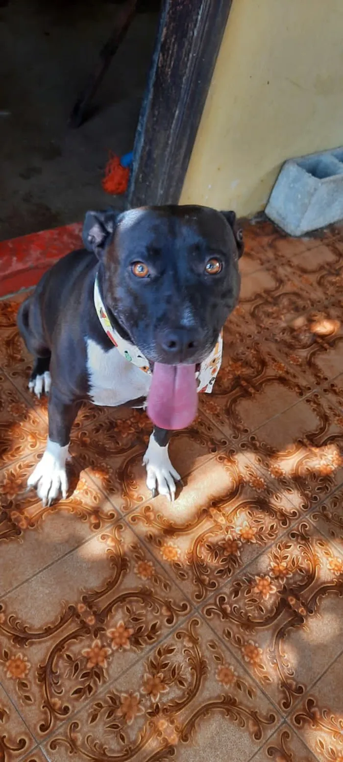 Cachorro raça Pit-Bull idade 2 anos nome Pity