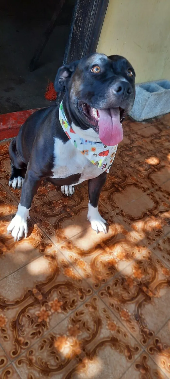 Cachorro raça Pit-Bull idade 2 anos nome Pity