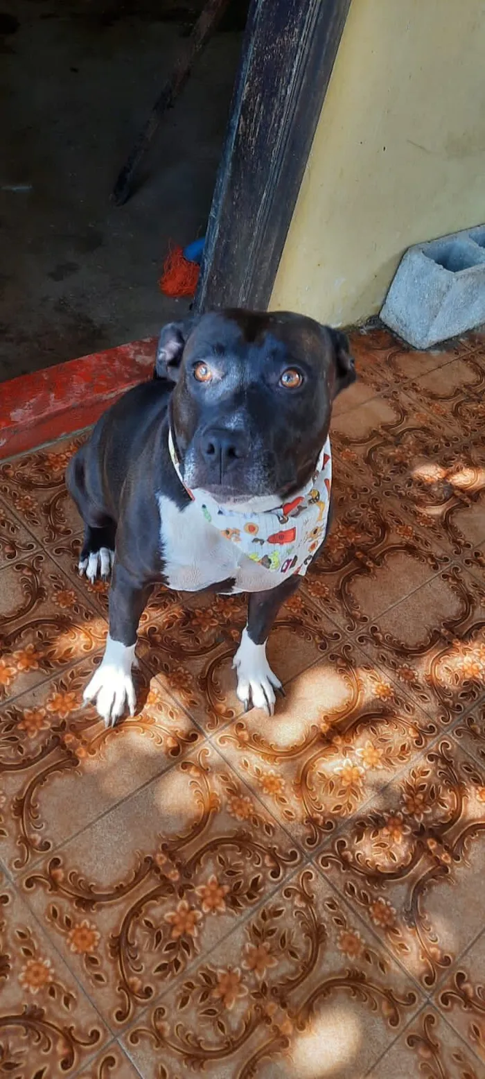 Cachorro raça Pit-Bull idade 2 anos nome Pity