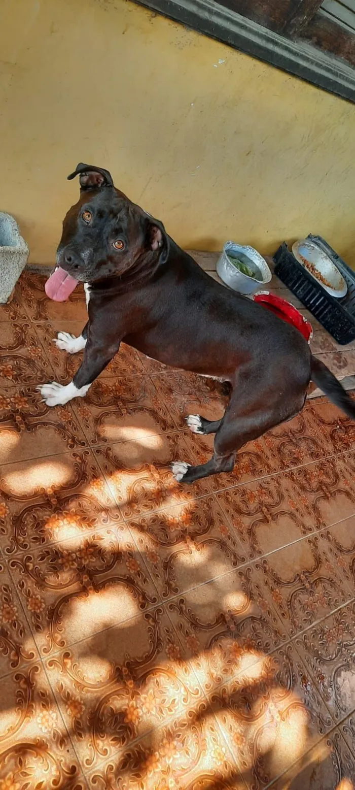 Cachorro raça Pit-Bull idade 2 anos nome Pity