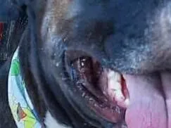 Cachorro raça Pit-Bull idade 2 anos nome Pity