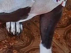 Cachorro raça Pit-Bull idade 2 anos nome Pity