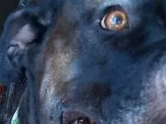 Cachorro raça Pit-Bull idade 2 anos nome Pity