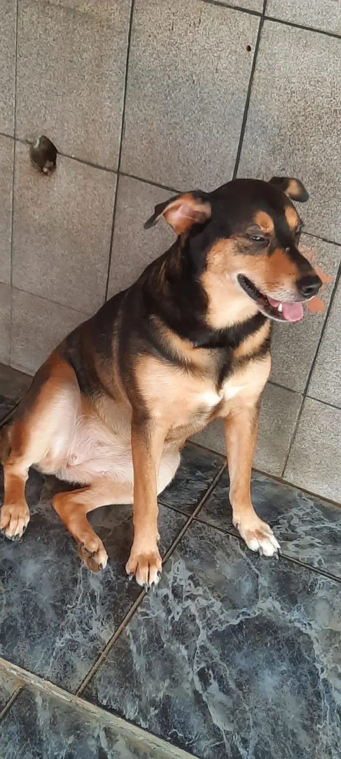 Cachorro raça SRD-ViraLata idade 5 anos nome Vida