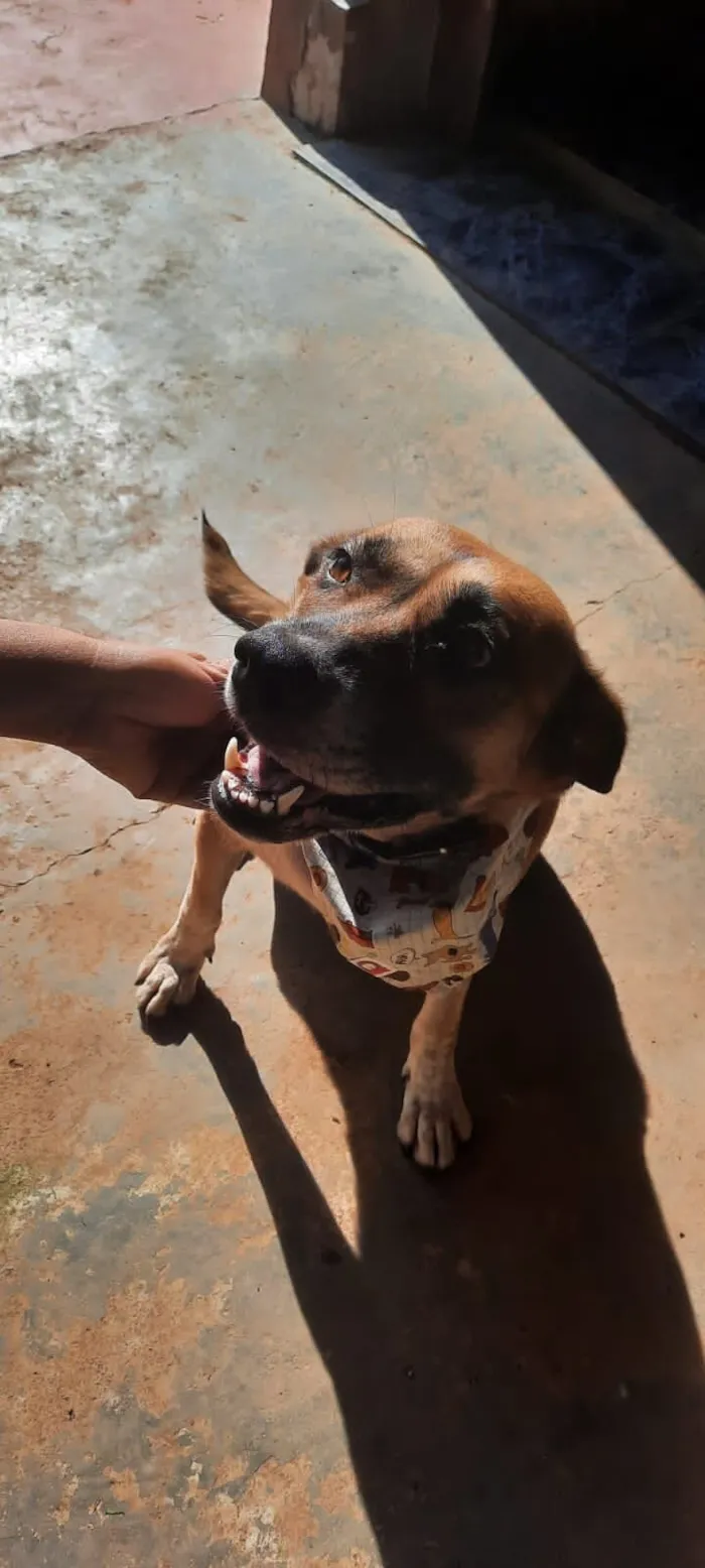 Cachorro raça SRD-ViraLata idade 4 anos nome Ravena 