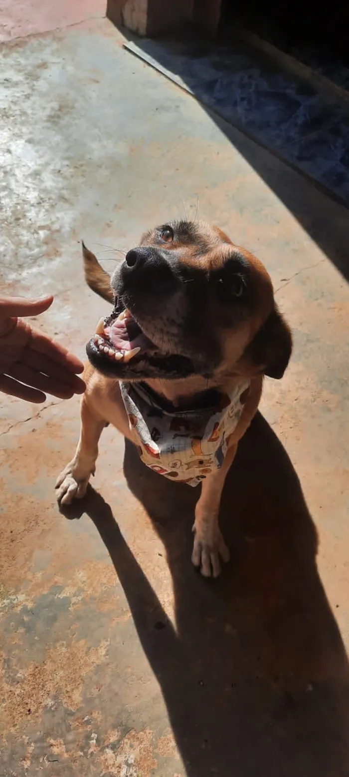Cachorro raça SRD-ViraLata idade 4 anos nome Ravena 