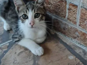 Gato raça SRD-ViraLata idade 2 a 6 meses nome Zezinho
