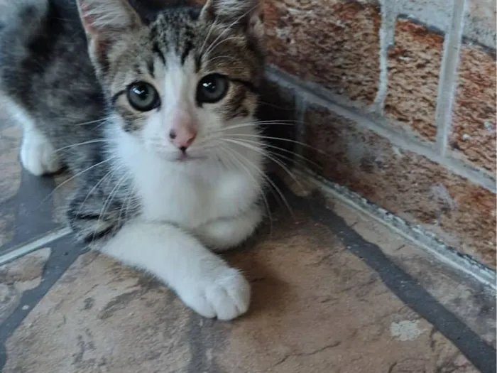 Gato raça SRD-ViraLata idade 2 a 6 meses nome Zezinho