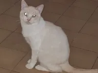 Gato raça SRD-ViraLata idade 1 ano nome Brisa 