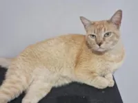 Gato raça SRD-ViraLata idade 1 ano nome Liz