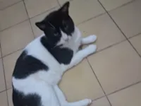 Gato raça SRD-ViraLata idade 5 anos nome Ted 