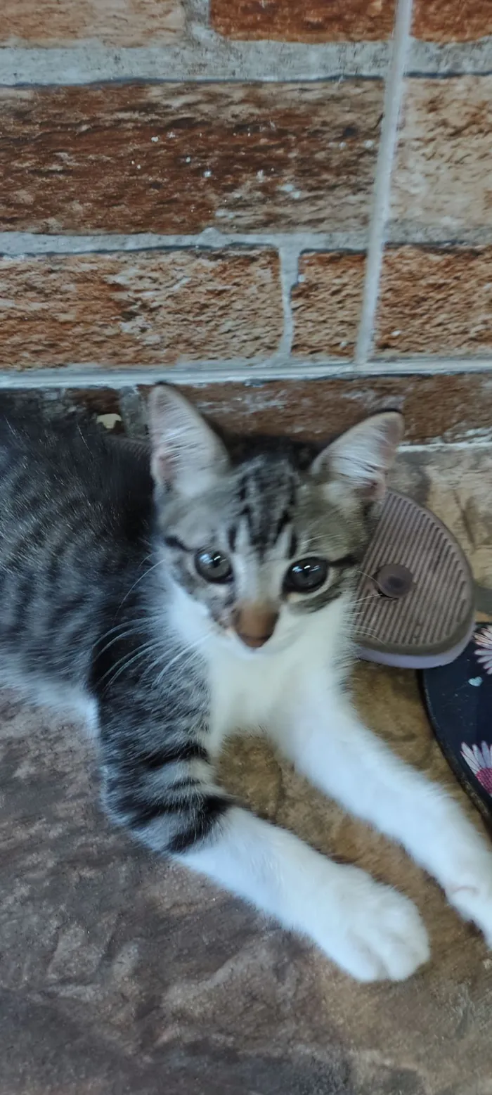 Gato raça SRD-ViraLata idade 2 a 6 meses nome Joãozinho 