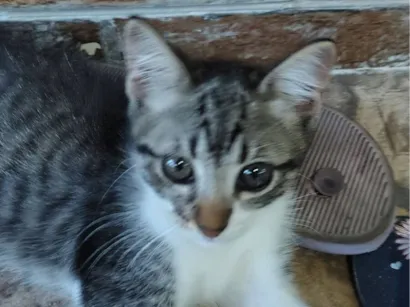 Gato raça SRD-ViraLata idade 2 a 6 meses nome Joãozinho 